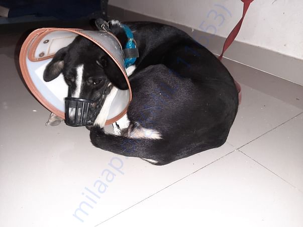 kali in foster from date 19/10/2019 to 12/10/2019