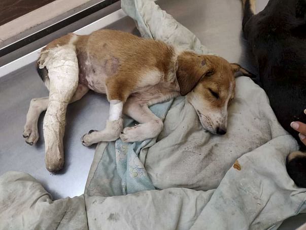 Help Toffee And Her Siblings Fight Parvo