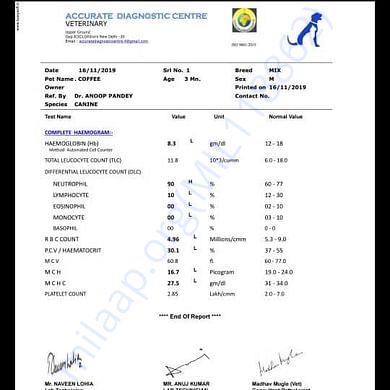 Medical Report