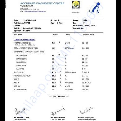 Medical Report