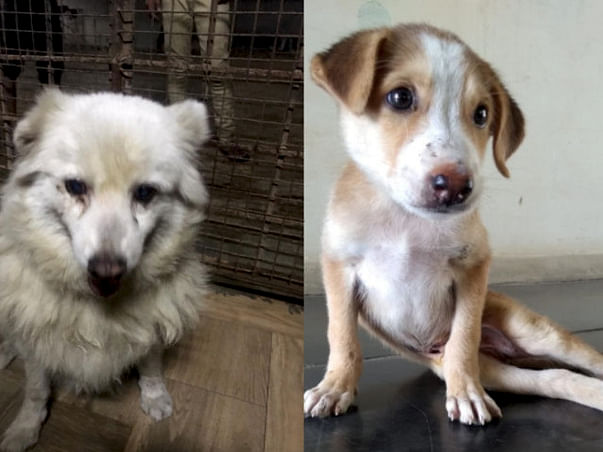 Help Shantanu And Lakshmi
