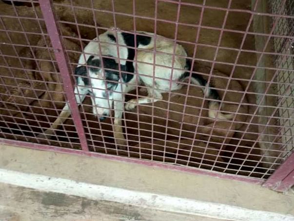 VEERU A BRAVE DOG ..WAITING FOR YOUR HELP
