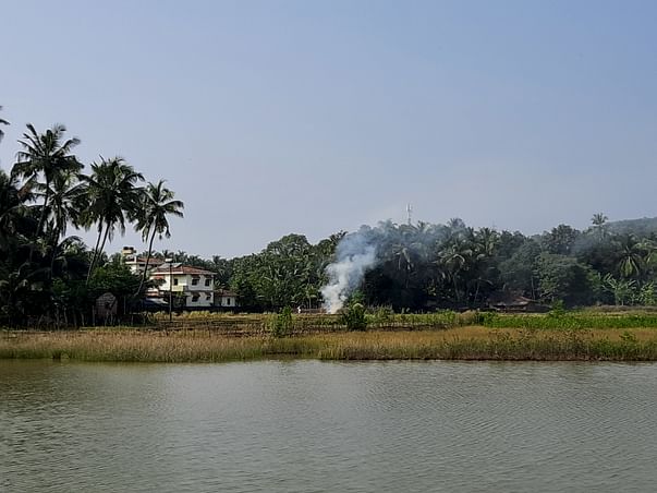 Help Us Save The Mangroves Of Aghanashini