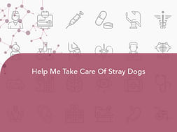 Help Me Take Care Of Stray Dogs