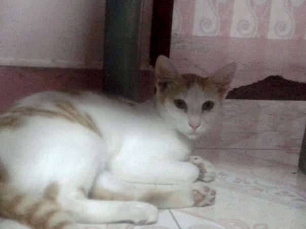 Support Strays To Live A Decent And Peaceful Life