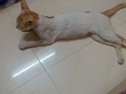 Urgent fund appeal for Naughty The Poisoned Cat with Hepatitis
