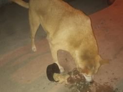 Providing Food, treatment and safety to Strays in my locality.