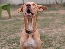 Bring a smile to Baxter's face this Christmas!
