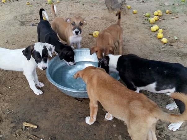 We need your help to take care of 300+ street dogs in 2020