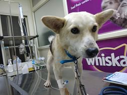 Help Spooky Get Better