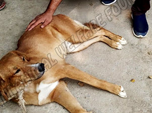 Help rescue and rehabilitate twenty accident-hit dogs in Delhi, India