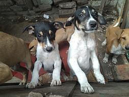 Target to spay/neuter 100 furries in Kolkata.(31 done.69 more to go.)