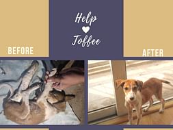 Help Toffee Reach Her Forever Home!