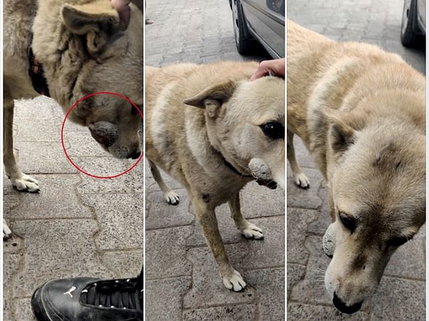 Help Neo get his tumor diagnosed and treated.