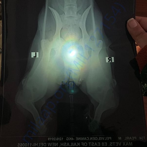 An X-ray of her bent hind legs, probably caused by accident