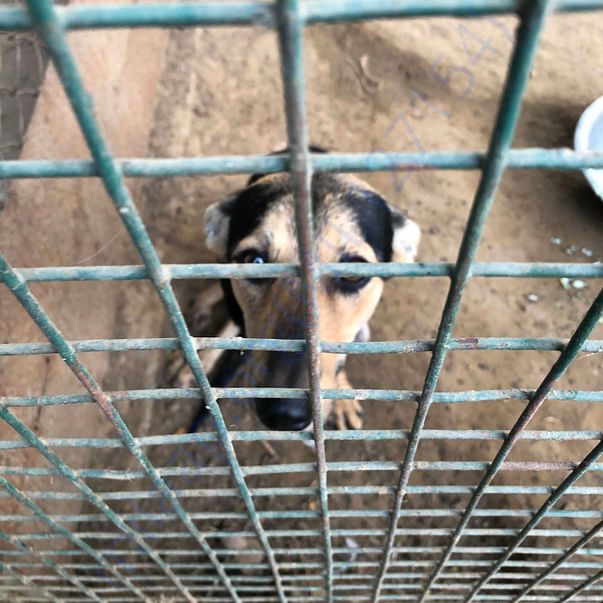 In the pen for disabled dogs