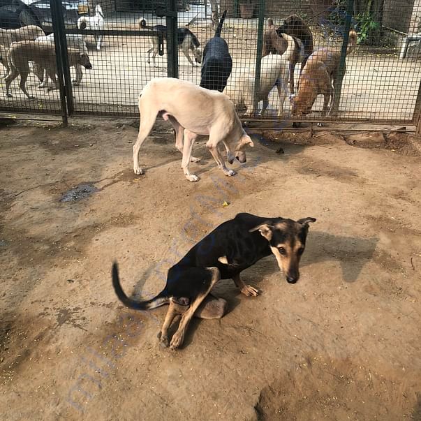 At the animal sanctuary, in the pen for disabled dogs