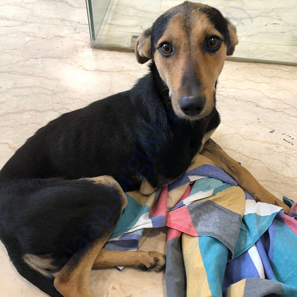 Pearl during her first vet visit after coming to Delhi from Hapur