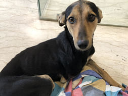 Help Pearl The Disabled Indian Stray Dog Reach Her Adopter In The USA!