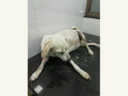 Help Chameli The Stray Dog Raise Funds To Fight Ascites