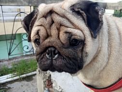An Abandoned Dog Need To Get Operated For Bladder Stone.