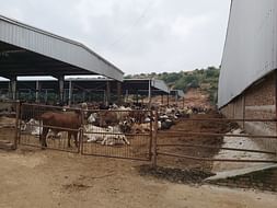 Home To Over 50,000 Cows, This Gaushala Needs Your Support