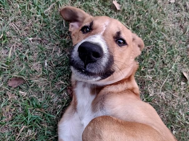 Help Smokey Fly Home!