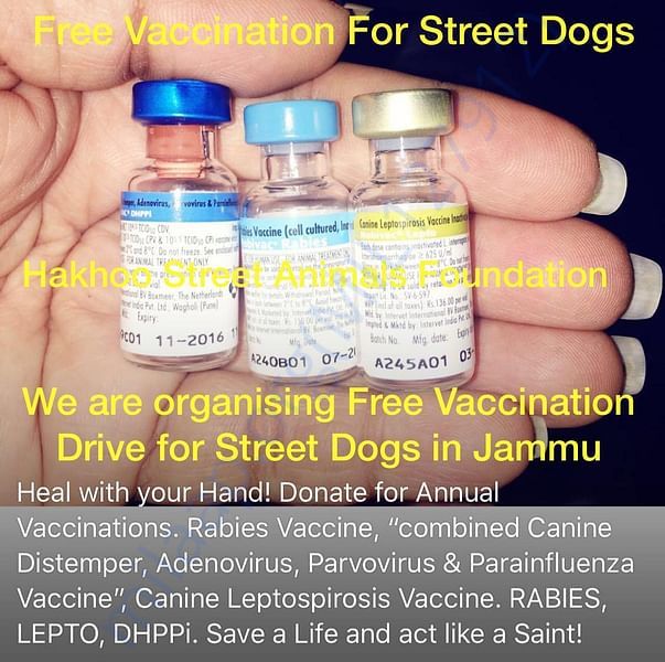 Free vaccinations for street dogs