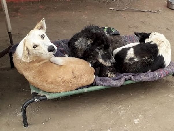 Help us give warm cots to old and sick dogs at shelter this winter