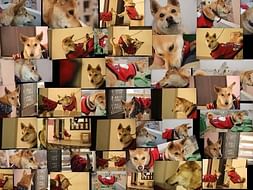 Help Aashram, A Permanent Home For Animals.