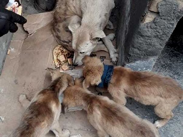Do Some Thing For Street Animal's