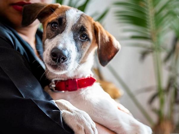 Help Barfi Fly to His Forever Home