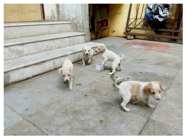 Need A Help To Take Care Of Stray Dog's Puppies