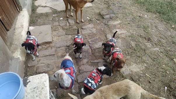 First feeding point CAV puppies