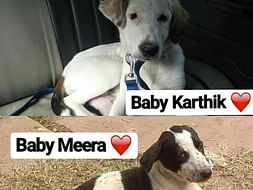 Help Karthik And Meera Reach Toronto