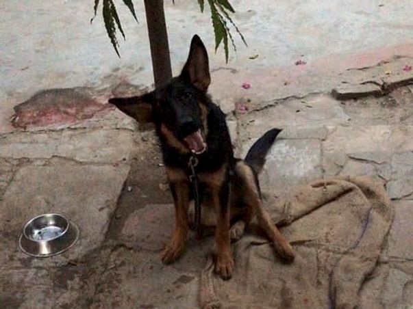 Help Simba Save His Leg