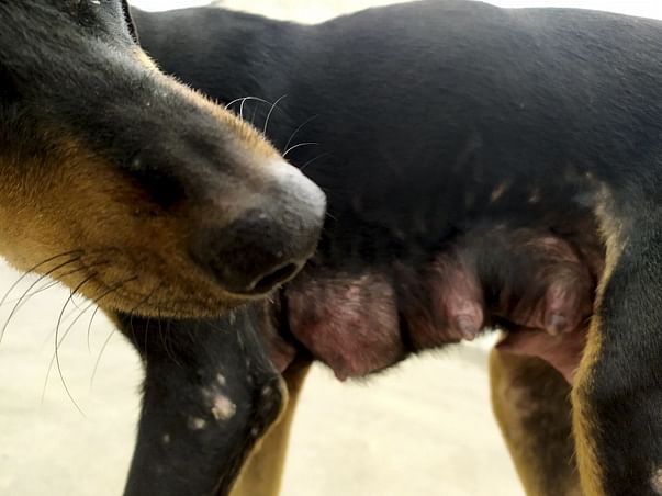 Home for homeless dogs HELP SAVE HUMANITY