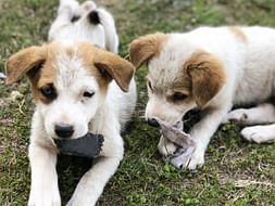House of Paws- Stray Dogs Shelter