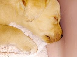 Want to help poor puppies/dogs
