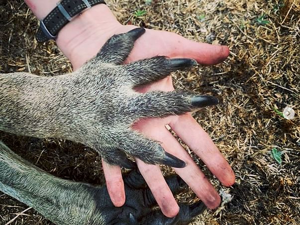 UNITED FOR AUSTRALIA: WIRES Wildlife Rescue