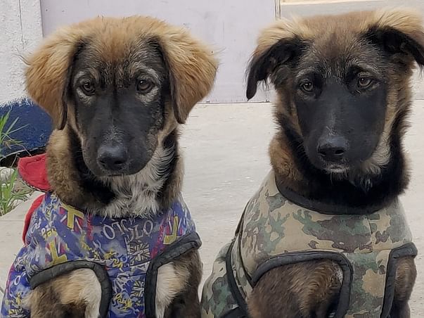 Help AVA And MIA Fly HOME!