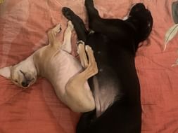 Help Marshal And Amber To Fly To Their Forever Home