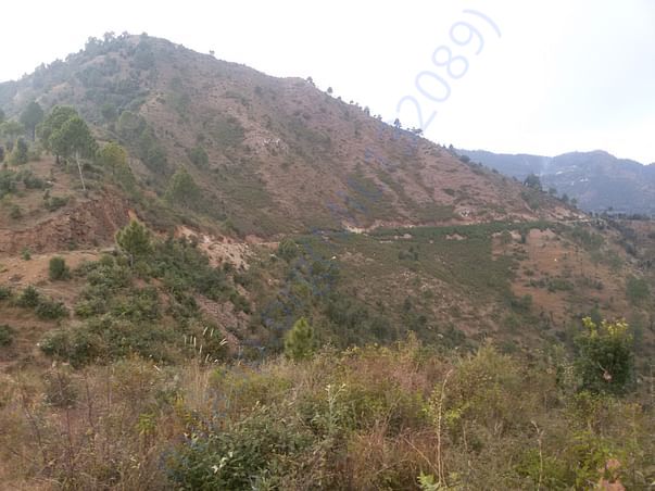 this is the land where we start planting trees.