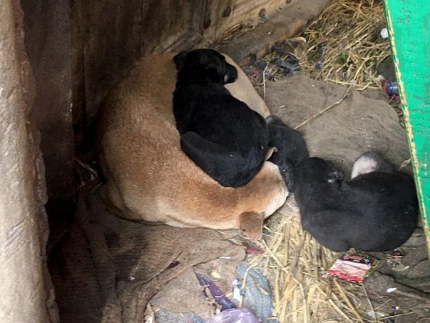 Save the voiceless creatures of Meerut