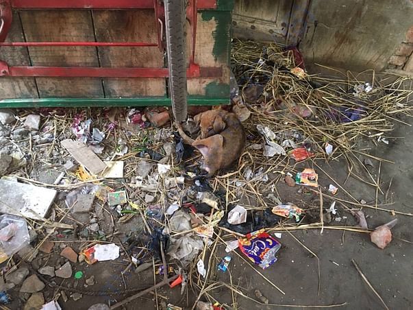 Poor condition of stray dogs in Meerut