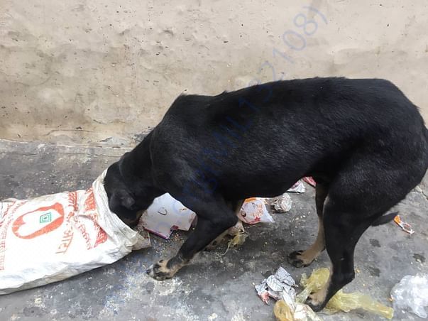 Condition of stray dogs in Meerut