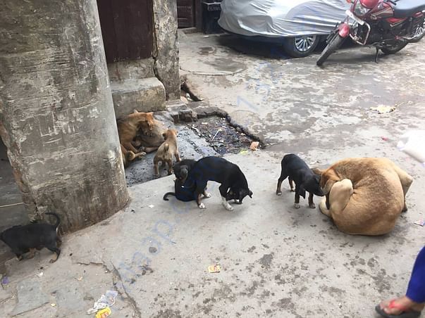 Condition of stray dogs in Meerut