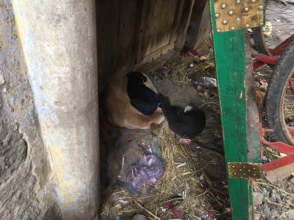 Condition of stray dogs in Meerut