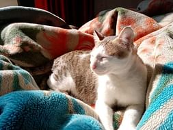 Help This Stray Cat!!