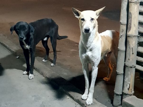 Help Tend To Stray Dogs And Cats